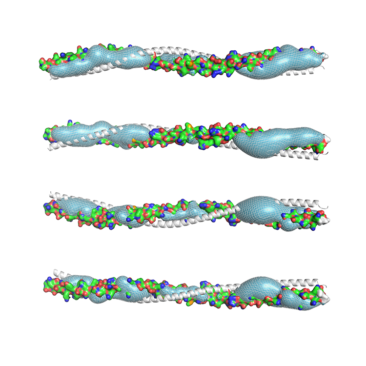 Hydrophobic Potential in Coiled-Coil