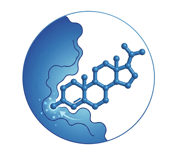 Glucocorticoid - Receptors