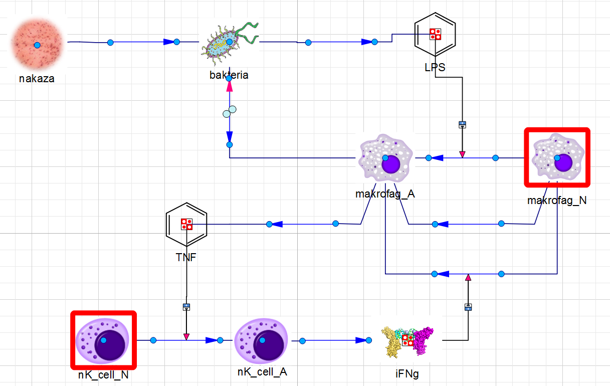 IFN-γ signaling cascade